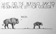 What did the buffalo say to his son when he left for college? Bison.