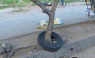 Tree and tire