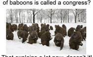 A large group of baboons is called a congress