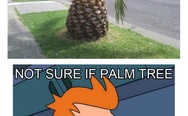 Not sure if palm tree or just giant pineapple