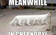 Chernobyl cat